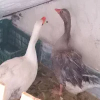 غاز تخم گذار