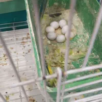 یک جفت مرغ عشق با تخم  قفس|پرنده|الیگودرز, |دیوار