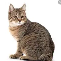 واگذاری گربه خانگی رایگان  پذیرفته میشود