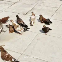کبوتر کله ای|پرنده|اهواز, زیباشهر|دیوار