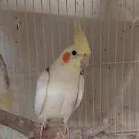 جفت لوتینو دوکت