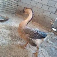 یک جفت قوغازاکراینی دونه ای ۹۰۰ تخم گذار|پرنده|تیران, |دیوار