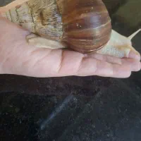 فروش حلزون آچاتینای مولد فقط ۲۰۰ هزار