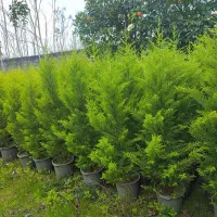 لاوسون ( کاج طلایی)