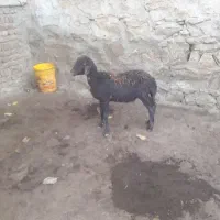 کاور نر کیلویی