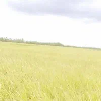 نگهبانی و کار کشاورزی