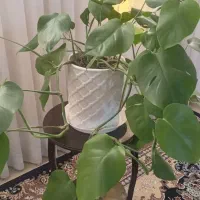 گل انجیری