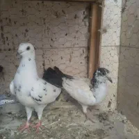 سبز کاکلی|پرنده|اهواز, شهرک پیام|دیوار