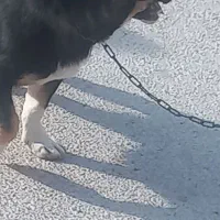 سگ  خوب واکسن خورده|سگ|بجنورد, |دیوار