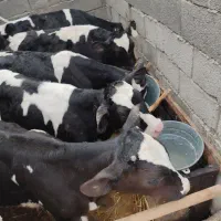 هشت راس گوساله