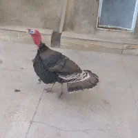 بقلمون نر درشتو چاق