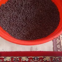 مویزسیاه دشمن زیاری