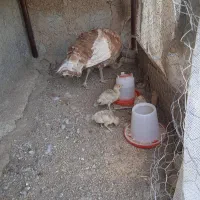 بوقلمون وجوجه|پرنده|کامیاران, |دیوار