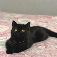 گربه مشکی اسکاتیش بریتیش