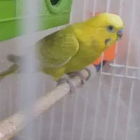 فروش سریع یک جفت مرغ عشق هلندی دستی دوتا|پرنده|مسجد سلیمان, |دیوار