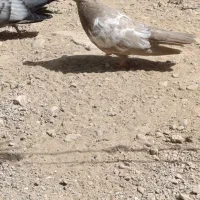 هفت عدد جوجه سینه کلاغ سار از زرنگ ترین پدر ومادر|پرنده|بجنورد, |دیوار