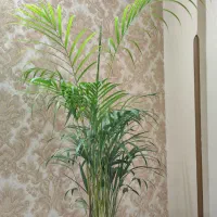 نخل طلیعی اریکا قد۱/۵۰ خونتو با این گل جذاب کن