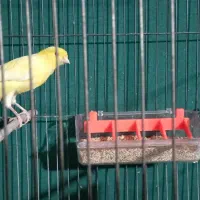 قناری نر|پرنده|نسیم‌شهر, |دیوار