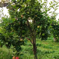 باغبانی .درخت کاری.کاشت واجرا . محوطه سازی.|خدمات باغبانی و درختکاری|کرج, باغ سیب|دیوار