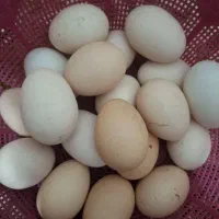 تخم لاری