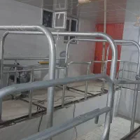 فریم شیردوشی گاو