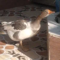 غاز|حیوانات مزرعه|خرمشهر, |دیوار