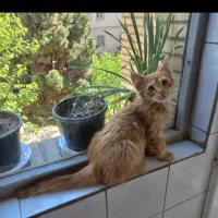 گربه نر دوماهه