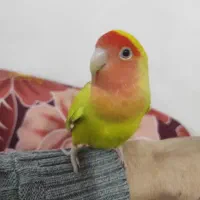 مینی طوطی|پرنده|تبریز, |دیوار