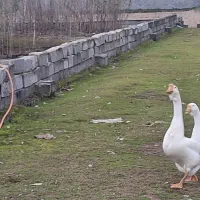 قوغاز (لیندا)|حیوانات مزرعه|بهنمیر, |دیوار