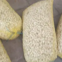 غده مینروا اصلی