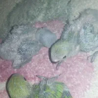 جفت طوطی برزیلی با جوجه هاش لوازم