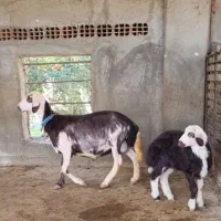 بره دار بروجردی عروسک|حیوانات مزرعه|آق قلا, |دیوار