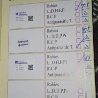 توله پوینتر شکاری|سگ|رودسر, |دیوار