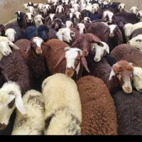 بره پرواری باقصاب