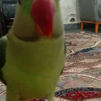 شاه طوطی اسکندری