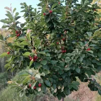 86مترمغازه‌تجاری‌در۳طبقه‌میدان‌عمار