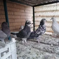 کفتر|پرنده|یزد, |دیوار