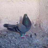 سلام خدمت دوستان