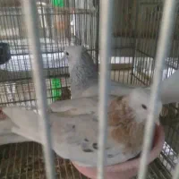 کفتر سرور.سیمرغ.