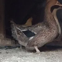 اردک نر و ماده بالغ و یک مرغ کاکلی مینیاتوری|پرنده|بجستان, |دیوار