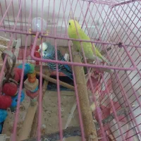 مرغ عشق انگل|پرنده|بندر ماهشهر, |دیوار