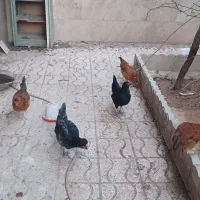 مرغ