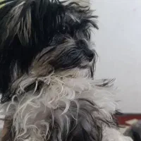 واگذاری شیتزو دوس داشتنی|سگ|آزادشهر, |دیوار