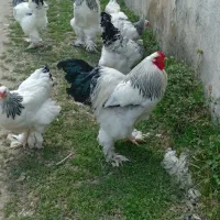 برهما لایت غول پیکر اصیل