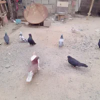 کبوتر|پرنده|جیرفت, |دیوار