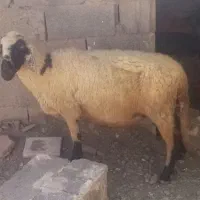 میش