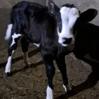 گوساله سیمینتال ماده