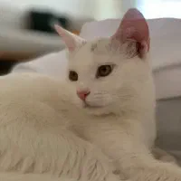 واگذاری میکس پرشین DSH