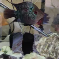 ماهی فلاور، سورم، اسکار، تگزاس تکی هم می فروشم