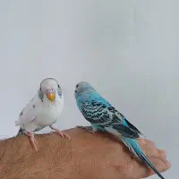 مرغ عشق|پرنده|بروجرد, |دیوار